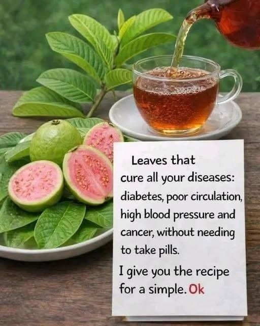 Guava Leaves for Diabetes, Blood Pressure, Circulation and Cancer: What You Should Know