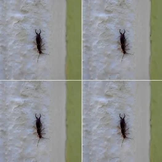 Warning! If you have found this insect in your home, it’s a sign that you need to…see more